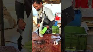 Huge Hound fish cutting skills shorts [upl. by Moia]