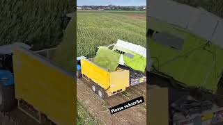 Claas Jaguar 980 in action Claas agriculturalmachinery harvestseason – Powering through harvest [upl. by Delainey]