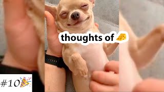 Funny Videos with ❤️Chihuahua🐶  Cute Dogs Compilation  10 minutes of laugh [upl. by Sybil]