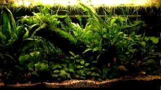 kosturs low tech aquarium [upl. by Natsirt]