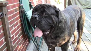 Sarge The English Mastiff [upl. by Droflim]