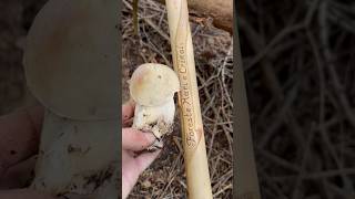 Boletus edulis porcini funghi boletus mushroom nature [upl. by Madeleine455]