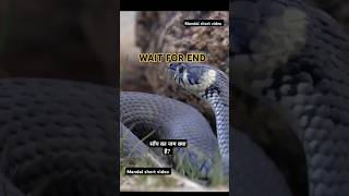 snake loversnake vairalvideo shortvideo subscribe song like [upl. by Vernen]