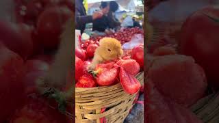 Little rabbit was caught eating tomatoes Cute pet debut plan Rabbit Rural cute pet [upl. by Favianus216]