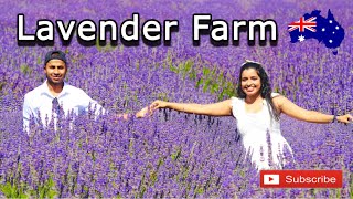 දම්පාට මල් යායක දවසක්💜  Lavender Farm in Australia  Melbourne  Australia 🇦🇺  Sinhala Vlog [upl. by Scheers]