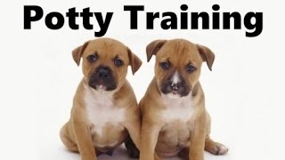 How To Potty Train A Staffordshire Bull Terrier Puppy  Training Staffordshire Bull Terrier Puppies [upl. by Ellened]