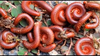 Millipedes millipede frog insects nature babyanimals [upl. by Cornelia]