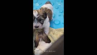 Havanese Hills Puppies in Virginia [upl. by Irat]