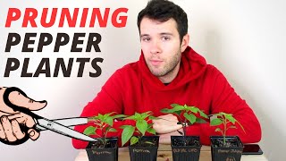 Pruning Pepper Plants  How To Prune Peppers For Bigger Harvests  Pepper Geek [upl. by Usanis]