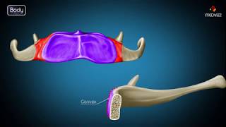 Hyoid bone osteology  Gross anatomy  Attachments  Movements  Clinical significance  USMLE [upl. by Dranal]