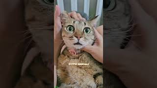 Cat Funny Videos 🥰 kitten meowing crying 🐱 catslife Episode 1385 [upl. by Barthelemy]