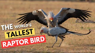 Secretary Bird – The World’s Tallest Raptor Bird That Hunts Snakes [upl. by Norrie]