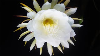 The Queen of the Night  Kadupul Flower Blossom Epiphyllum oxypetalum [upl. by Duhl]