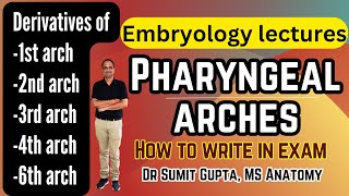 Pharyngeal arches derivatives  Embryology [upl. by Valeria]