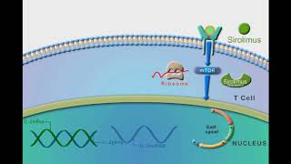 General Immunosuppressants animation video [upl. by Misti]