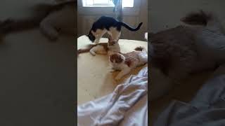 Cats think my foam mattress is a scratcher [upl. by Brebner410]