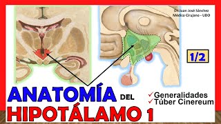 🥇 Anatomía del HIPOTÁLAMO 12 Generalidades Túber Cinereum ¡Explicación Sencilla [upl. by Niela]