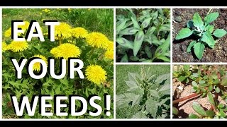 5 Weeds in Every Garden That are Actually Edible amp Delicious [upl. by Swetlana]