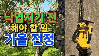 배재배낙엽 전 가을전정 충전식 엔진톱으로 수월하게 합니다 pruning 수세조절 가을전정 엔진톱 EZONE [upl. by Neillij]