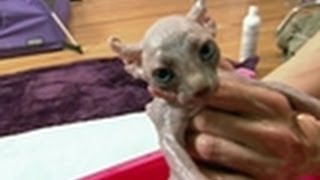 First Bath for Sphynx Kittens  Too Cute [upl. by Wakerly]