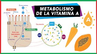 Vitamina A Digestión absorción y transporte  Metabolismo [upl. by Cesar]