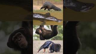 What do a chimp a platypus an anteater and a pangolin have in common [upl. by Ahtela]