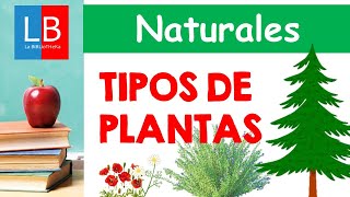 TIPOS de PLANTAS para niños ✔👩‍🏫 PRIMARIA [upl. by Karleen]