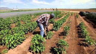 Chile Farming  Americas Heartland [upl. by Winnie]