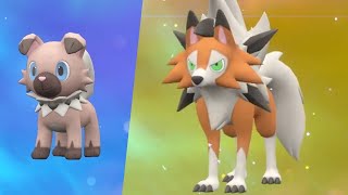 HOW TO Evolve Rockruff into Dusk Form Lycanroc in Pokémon Scarlet amp Violet [upl. by Heall]