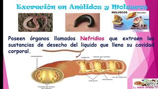 Excreción en Animales vertebrados🐸🐀🦅 e invertebrados 🐝🐛🐌🦑 [upl. by Brok]