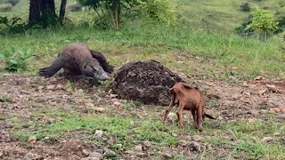 Nature Wild  Strategy Of komodo attacked alive small goat [upl. by Jedidiah]