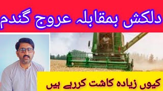 Urooj wheat seed vs DilkashUrooj bamukabla dilkash wheat seedagriculture information161 [upl. by Letram]