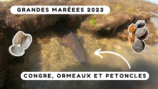 On pêche un énorme congre pendant les grandes marées  Pêche à pied Bretagne sud [upl. by Yecac]