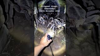 GIANT Spiders Lurking in Chernobyls Darkest Crypts spider creepy chernobyl [upl. by Llenod]