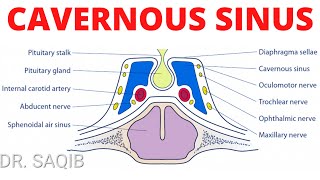 Cavernous Sinus Anatomy [upl. by Annovoj422]