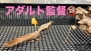 アダルト監督📹Deroplatys lobata [upl. by Anawk234]