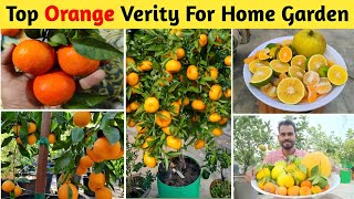 Best Fruits Plants For Terrace garden गमले में जल्दी फल देने वाले संतरा और मुसम्मी के पौधे। [upl. by Aima]