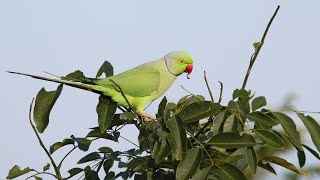 Birding Sri Lanka Part 2 [upl. by Eseneg]