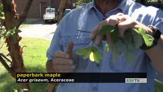 Trees with Don Leopold  paperbark maple [upl. by Quitt]