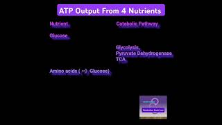 ATP Output From 4 Nutrients  Metabolism Made Easy [upl. by Annaid298]