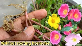 Easiest way to grow Purslane from cutting  Portulaca Oleracia [upl. by Suravaj590]