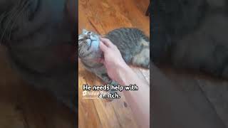 Three legged cat has an itch catvideos catlover catshorts catlovers catvideo catmom mycat [upl. by Frankie]