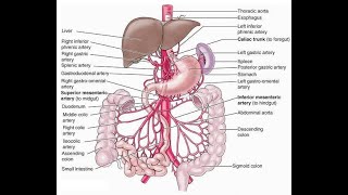 Blood supply and drainage to the gastrointestinal tract Superior and Inferior mesenteric arteries [upl. by Eelibuj]