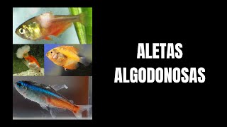 Manchas blancas algodonosas en los peces [upl. by Satterfield]