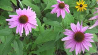 Plant portrait  Purple coneflower Echinacea purpurea [upl. by Sobel134]