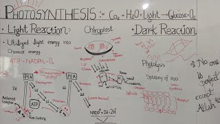 Photosynthesis Light reaction [upl. by Kolivas836]