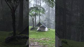 Amazing rain camping so get relaxed when camping in rain sound ASMR campinginheavyrain shorts [upl. by Nayarb]