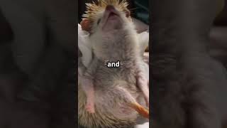 Hedgehogs’ Spiky Marvelyoutube shorts facts animals hedgehog nature wildlife didyouknow [upl. by Howard590]