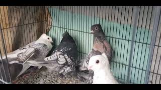 Classic oriental frill  Satinette  Blondinette  Breeding Pairs  Single Fancy pigeon [upl. by Akihdar]