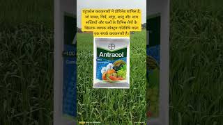 antracol contact fungicide। propineb। [upl. by Akirat685]